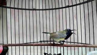 Download lagu BUKTIKAN !! CUKUP 1 MENIT SOGON MANAPUN PASTI LANGSUNG NYAUT DAN IKUT BUNYI mp3