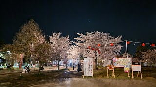 【vlog風?】西公園を花見散歩