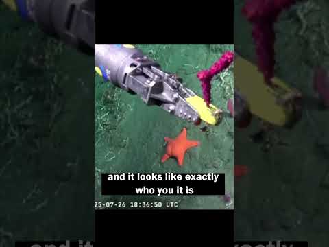 Real-Life Patrick Star Spotted in the Ocean!🌊 #oceanlife #patrickstar #spongebob #starfish