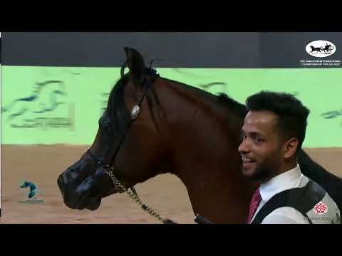 N360 BARAKAH AL ZOBAIR - The Kingdom Int. Ch. For AH 2022 - Stallions 10+ Years Old (Class 12A)