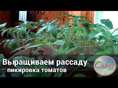 , title : 'Пикировка томатов, выращивание рассады'