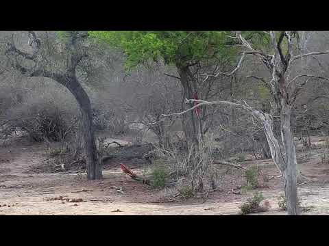 Djuma: Sights and sounds - 11:53 - 11/13/19