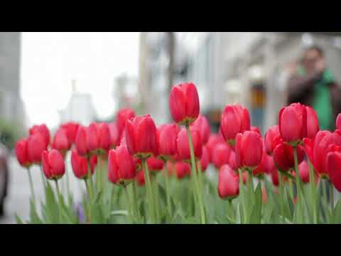 Beautiful Relaxing Music -  calm Music with Piano, Cello,  & Violin | "Autumn Colors" (nature)