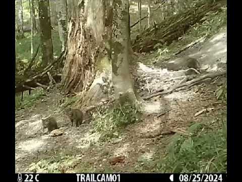 Divlja mačka i njeni mladunci prošetali su pred našim kamerama