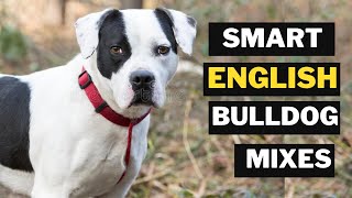 Top 10 English bulldog mix Breeds You Don't Know About