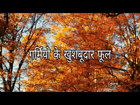 download lagu mp3 mp4 Plants With Sweet Smelling Flowers, download lagu Plants With Sweet Smelling Flowers gratis, unduh video klip Plants With Sweet Smelling Flowers