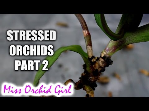 Rejuvenating stressed Orchids Part 2 - Buried stem and stem rot