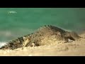 Crocodile Videos Crocodile Dancing