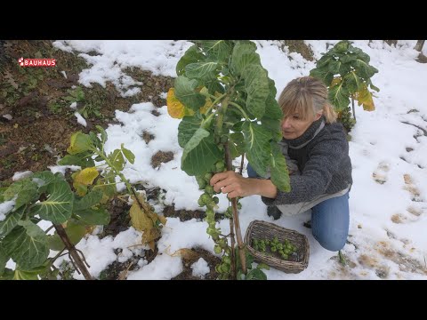 Škola vrtlarstva - zimsko povrće