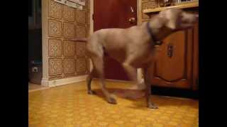 Murphy closing the door