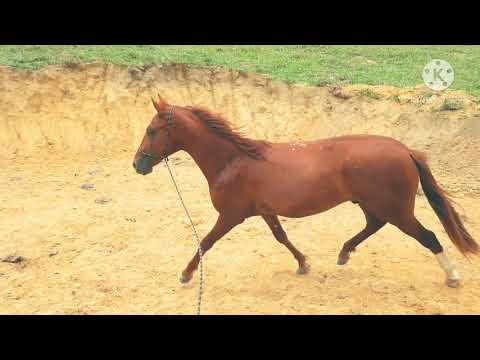 Colorado Treviso Johnnie Walker do Quelé x Uranita do Porto Palmeira