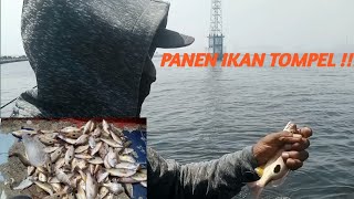 Download lagu Fishing at the Red Dam in Tj Priok yields a harvest of tompel fish mp3