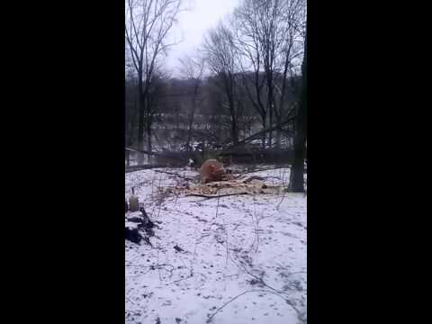 Starkholzfällung Bielefeld Bredenstein