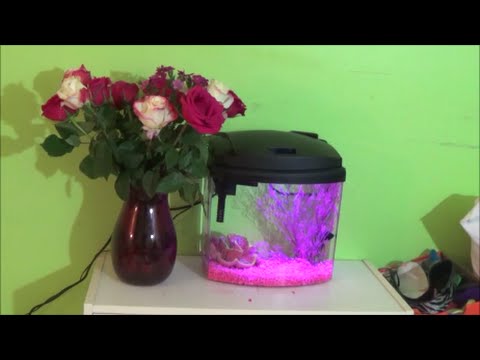 How To Set Up A Fish Tank  (Aqueon bettabow 2.5)