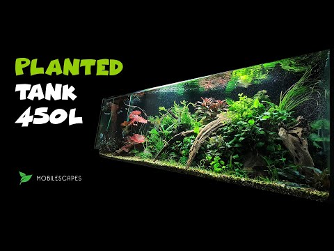 450 Liter planted aquarium