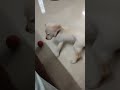 Trending Shortsfeed Shorts Tiktok