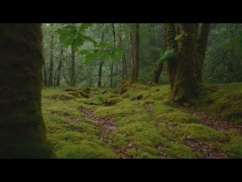 You're a Celt sitting in a forest surrounded by Druids|A Cottagecore Folk Music Playlist⚗️🧚🏻‍♀️🍄