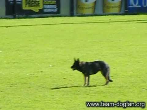 WUSV 2012 - Dejan Lazic with Ela von Neusaddrache/obedience