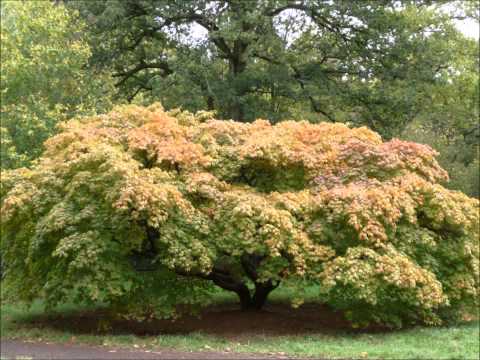 John Peel and the Diagram Brothers