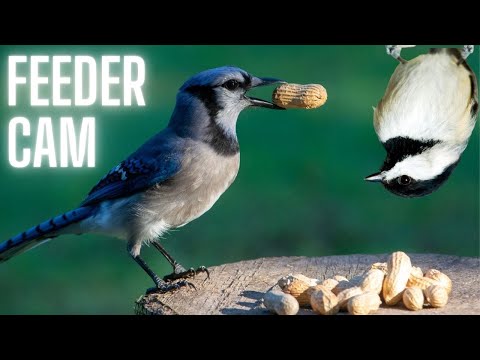 BIRD FEEDER CAM | Bluejays and Chickadees | Sudbury, Ontario