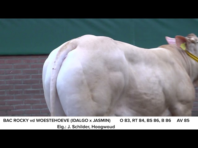 BAC Rocky vd Woeste Hoeve NL691202033