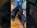 Cars and Canines CBS6 Interview