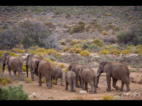 WALKING SAFARI - take an unforgettable  walk on the wild side