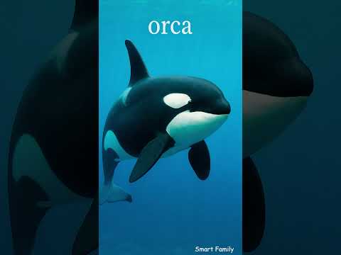 🐋 English Vocabulary | 8 Amazing Sea Creatures to Learn Fast | #Shorts