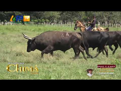 Ganadería La Valentina para Chimá 2026.
