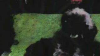 ran harari works5 the breeders