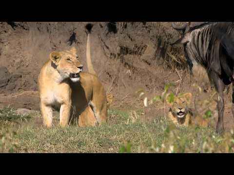 imineo Documentaires and Ici et ailleurs, voyages