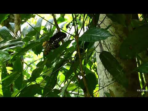 ICBES　Conference　ぼくの講演