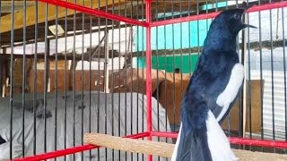 Download lagu Kacer isian kenari sambung lovebird tembakan panjang. mp3