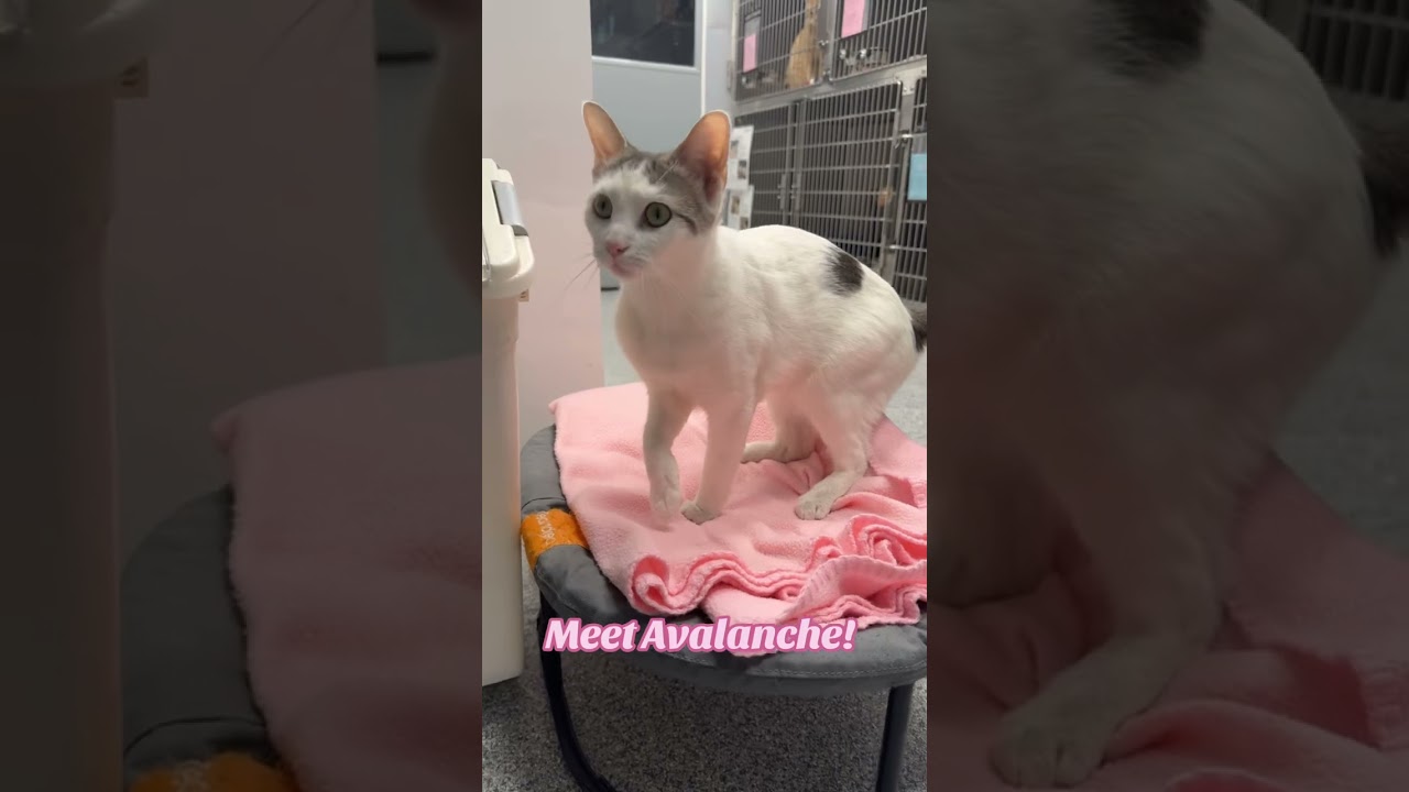 Enlarge Avalanche, a ADOPTABLE mixed breed in Tinley Park, IL video 6/6