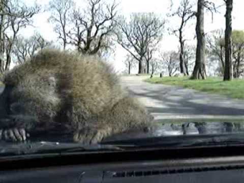 Shoking baboon attack on a car