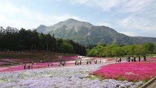 preview picture of video '秩父 羊山公園の芝桜'