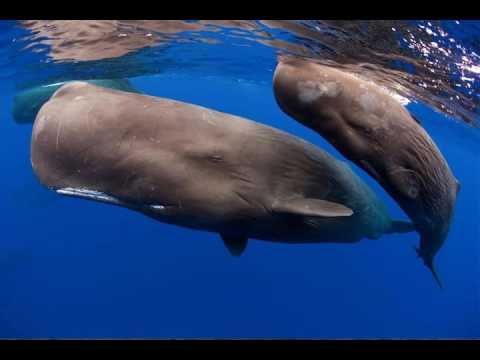 Earthcast SOS - Sperm Whales Unique Cultures and Languages