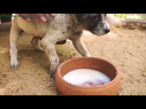 Oddly Satisfying Video With Relaxing & Calm Deep Sleep Music for Stress Relief & Meditation Ep161 1