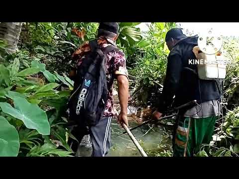 electric fishing,maliit na sapa lang subrang daming dalag at hito na agad,bgo lipat sa malaking sapa