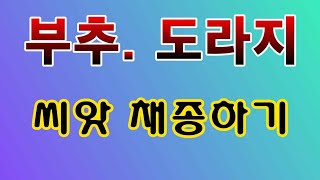 [텃밭농부.815]  부추. 도라지 씨앗 채종하는 방법 #부추재배 #도라지재배