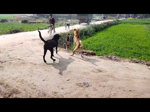 🐕 Desi dogfight 🐕🐕🐕