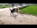Desi Dogfight