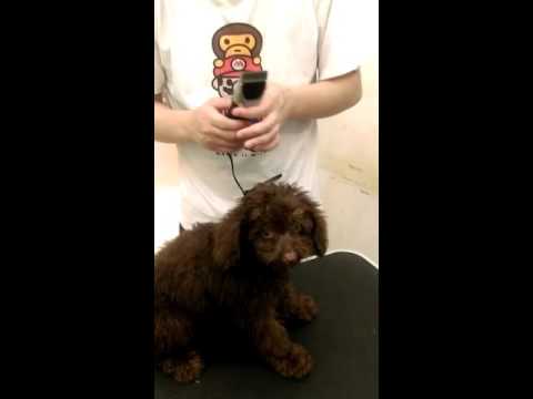 幼犬換毛