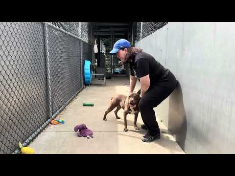 Velvet, adoptable American Pit Bull Terrier / Bull Terrier at Chicago Animal Care and Control