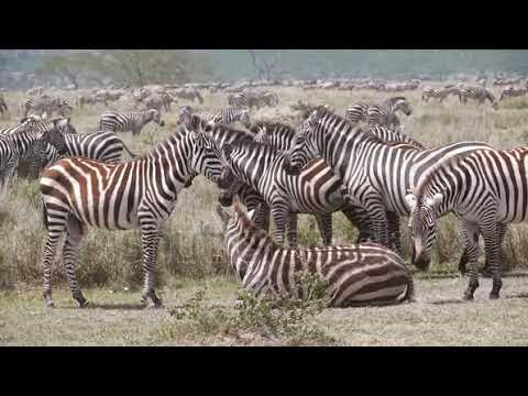 stock footage zebras in front of the great migration serengeti tanzania africa stable footage in k w