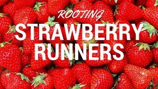 Rooting strawberry runners= MORE PLANTS!