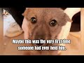 The First One to Move Into Their New House Was a Stray Dog