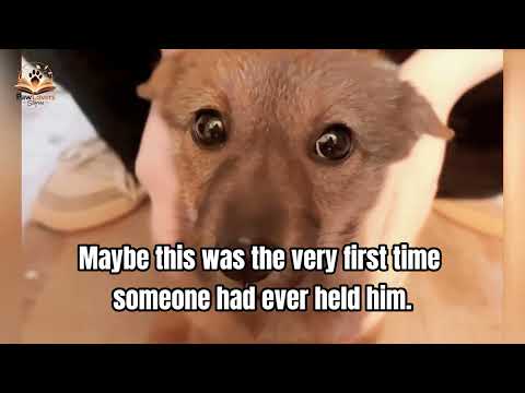 The First One to Move Into Their New House Was a Stray Dog