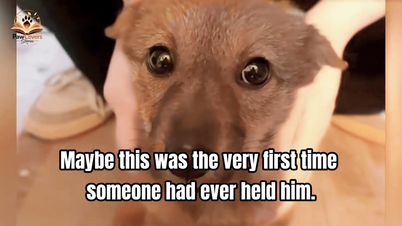 The First One to Move Into Their New House Was a Stray Dog