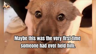The First One to Move Into Their New House Was a Stray Dog